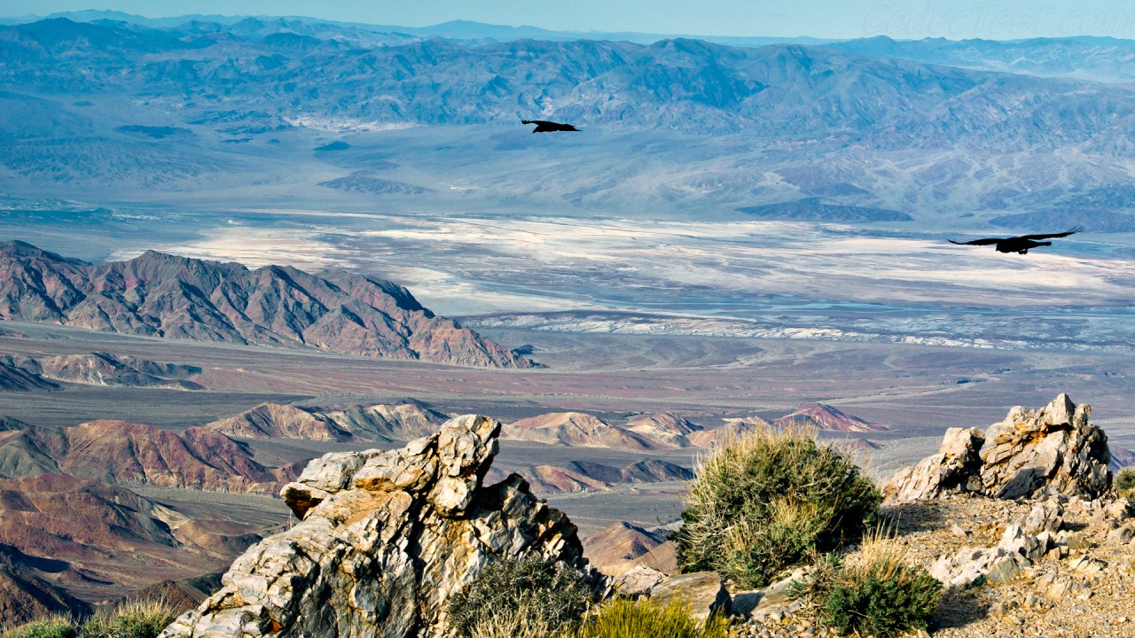 Two crows at Aguereberry Point, Death Valley, Pentax Takumar 50mm lens.